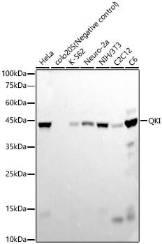 Western blot analysis of various lysates, using QKI Rabbit mAb at  1:20000 dilution.|Secondary antibody: HRP-conjugated Goat anti-Rabbit IgG (H+L) at 1:10000 dilution.|Lysates/proteins: 25μg per lane.|Blocking buffer: 3% nonfat dry milk in TBST.|Detection: ECL Basic Kit.|Exposure time: 30s.