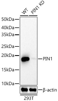 Western blot analysis of lysates from wild type(WT) and Pin1 knockdown (KD) 293T cells, using [KD Validated] Pin1 Rabbit mAb (A22470) at 1:2000 dilution.|Secondary antibody: HRP-conjugated Goat anti-Rabbit IgG (H+L) (AS014) at 1:10000 dilution.|Lysates/proteins: 25μg per lane.|Blocking buffer: 3% nonfat dry milk in TBST.|Detection: ECL Basic Kit (RM00020).|Exposure time: 60s.