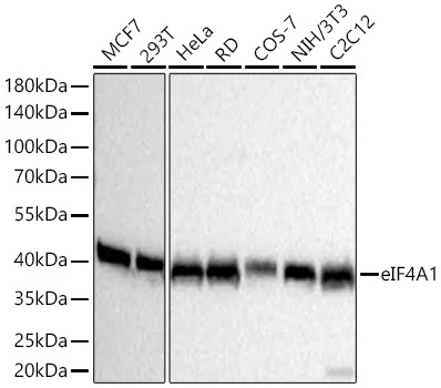 Western blot analysis of various lysates using eIF4A1 Rabbit mAb at 1:11000 dilution incubated at room temperature for 1.5 hours.|Secondary antibody: HRP-conjugated Goat anti-Rabbit IgG (H+L) at 1:10000 dilution.|Lysates/proteins: 25 μg per lane.|Blocking buffer: 3% nonfat dry milk in TBST.|Detection: ECL Basic Kit.|Exposure time: 5s.