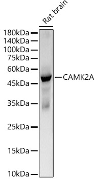 Western blot analysis of lysates from Rat brain, using CAMK2A Rabbit mAb at 1:1000 dilution.|Secondary antibody: HRP-conjugated Goat anti-Rabbit IgG (H+L) at 1:10000 dilution.|Lysates/proteins: 25μg per lane.|Blocking buffer: 3% nonfat dry milk in TBST.|Detection: ECL Basic Kit.|Exposure time: 30s.