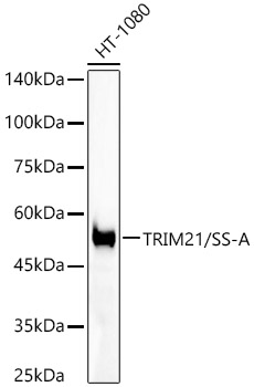 Western blot analysis of lysates from HT-1080 cells, using [KO Validated] TRIM21/SS-A Rabbit mAb at  1:2000 dilution.|Secondary antibody: HRP-conjugated Goat anti-Rabbit IgG (H+L) at 1:10000 dilution.|Lysates/proteins: 25μg per lane.|Blocking buffer: 3% nonfat dry milk in TBST.|Detection: ECL Basic Kit.|Exposure time: 60s.