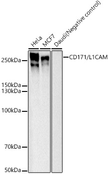 Western blot analysis of various lysates, using CD171/L1CAM Rabbit mAb at 1:8000 dilution.|Secondary antibody: HRP-conjugated Goat anti-Rabbit IgG (H+L) at 1:10000 dilution.|Lysates/proteins: 25μg per lane.|Blocking buffer: 3% nonfat dry milk in TBST.|Detection: ECL Basic Kit.|Exposure time: 1s.