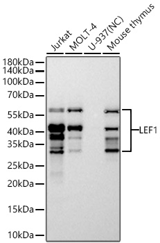 Western blot analysis of various lysates using LEF1 Rabbit mAb at 1:7000 dilution incubated overnight at 4℃.|Secondary antibody: HRP-conjugated Goat anti-Rabbit IgG (H+L) at 1:10000 dilution.|Lysates/proteins: 25 μg per lane.|Blocking buffer: 3% nonfat dry milk in TBST.|Detection: ECL Basic Kit.|Negative control (NC): U-937|Exposure time: 10s.