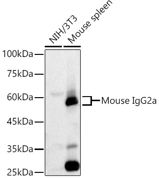 Western blot analysis of various lysates, using Rabbit Anti-Mouse IgG2a at  1:160000 dilution.|Secondary antibody: HRP-conjugated Goat anti-Rabbit IgG (H+L) at 1:10000 dilution.|Lysates/proteins: 25μg per lane.|Blocking buffer: 3% nonfat dry milk in TBST.|Detection: ECL Basic Kit.|Exposure time: 30s.