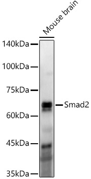 Western blot analysis of lysates from Mouse brain, using [KO Validated] Smad2 Rabbit mAb (A22635) at 1:500 dilution.|Secondary antibody: HRP-conjugated Goat anti-Rabbit IgG (H+L) (AS014) at 1:10000 dilution.|Lysates/proteins: 25μg per lane.|Blocking buffer: 3% nonfat dry milk in TBST.|Detection: ECL Basic Kit (RM00020).|Exposure time: 180s.