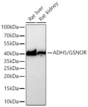 Western blot analysis of various lysates using ADH5/GSNOR Rabbit mAb at 1:29000 dilution incubated overnight at 4℃.|Secondary antibody: HRP-conjugated Goat anti-Rabbit IgG (H+L) at 1:10000 dilution.|Lysates/proteins: 25 μg per lane.|Blocking buffer: 3% nonfat dry milk in TBST.|Detection: ECL Basic Kit.|Exposure time: 45s.