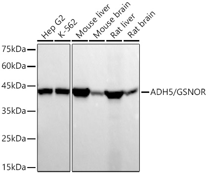 Western blot analysis of various lysates using ADH5/GSNOR Rabbit mAb at 1:23000 dilution incubated overnight at 4℃.|Secondary antibody: HRP-conjugated Goat anti-Rabbit IgG (H+L) at 1:10000 dilution.|Lysates/proteins: 25 μg per lane.|Blocking buffer: 3% nonfat dry milk in TBST.|Detection: ECL Basic Kit.|Exposure time: 60s.
