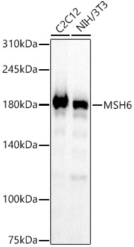 Western blot analysis of various lysates, using [KO Validated] MSH6 Rabbit mAb (A25640) at 1:3000 dilution.|Secondary antibody: HRP-conjugated Goat anti-Rabbit IgG (H+L) (AS014) at 1:10000 dilution.|Lysates/proteins: 25μg per lane.|Blocking buffer: 3% nonfat dry milk in TBST.|Detection: ECL Basic Kit (RM00020).|Exposure time: 3s.