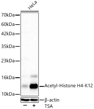 Western blot analysis of lysates from HeLa cells using Acetyl-Histone H4-K12 Rabbit mAb (A23683) at 1:1000 dilution incubated overnight at 4℃. HeLa cells were treated with TSA (1 μM) at 37℃ for 18 hours after serum starvation overnight.|Secondary antibody: HRP-conjugated Goat anti-Rabbit IgG (H+L) (AS014) at 1:10000 dilution.|Lysates/proteins: 30 μg per lane.| Blocking buffer: 3% nonfat dry milk in TBST.| Detection: ECL Basic Kit (RM00020).| Exposure time: 10 s.