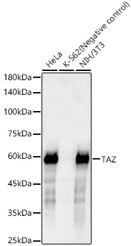 Western blot analysis of various lysates, using TAZ Rabbit mAb at 1:1000 dilution.|Secondary antibody: HRP-conjugated Goat anti-Rabbit IgG (H+L) at 1:10000 dilution.|Lysates/proteins: 25μg per lane.|Blocking buffer: 3% nonfat dry milk in TBST.|Detection: ECL Basic Kit.|Exposure time: 90s.