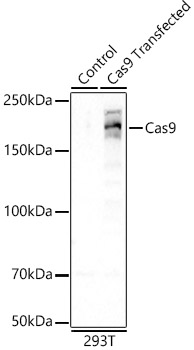 Western blot analysis of lysates from 293T cells, using Cas9 Rabbit mAb at 1:1000 dilution.|Secondary antibody: HRP-conjugated Goat anti-Rabbit IgG (H+L) at 1:10000 dilution.|Lysates/proteins: 25μg per lane.|Blocking buffer: 3% nonfat dry milk in TBST.|Detection: ECL Basic Kit.|Exposure time: 90s.