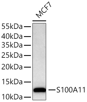 Western blot analysis of lysates from MCF7 cells using S100A11 Rabbit mAb at 1:5000 dilution incubated overnight at 4℃.|Secondary antibody: HRP-conjugated Goat anti-Rabbit IgG (H+L) at 1:10000 dilution.|Lysates/proteins: 25 μg per lane.|Blocking buffer: 3% nonfat dry milk in TBST.|Detection: ECL Basic Kit.|Exposure time: 10 s.