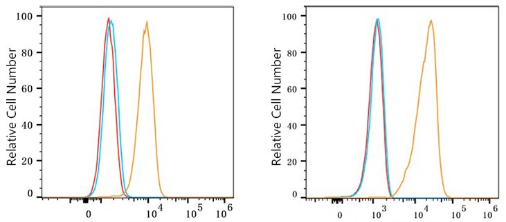 Flow cytometry:1X10^6 HAP1 cells (Low Expression, Left) and Daudi cells (Right) were intracellularly-stained with BCL6 Rabbit mAb(2 μg/mL,orange line) or PSFlo 488 Rabbit IgG isotype control,followed by FITC conjugated goat anti-rabbit pAb (1:200 dilution) staining.Non-fluorescently stained cells were used as blank control (red line).