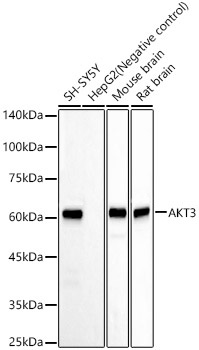 Western blot analysis of various lysates, using AKT3 Rabbit mAb at  1:60000 dilution.|Secondary antibody: HRP-conjugated Goat anti-Rabbit IgG (H+L) at 1:10000 dilution.|Lysates/proteins: 25μg per lane.|Blocking buffer: 3% nonfat dry milk in TBST.|Detection: ECL Basic Kit.|Exposure time: 180s.