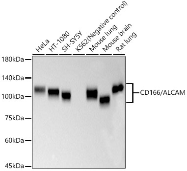 Western blot analysis of various lysates, using CD166/ALCAM Rabbit mAb at 1:2000 dilution.|Secondary antibody: HRP-conjugated Goat anti-Rabbit IgG (H+L) at 1:10000 dilution.|Lysates/proteins: 25μg per lane.|Blocking buffer: 3% nonfat dry milk in TBST.|Detection: ECL Basic Kit.|Negative control (NC): K-562.|Exposure time: 60s.