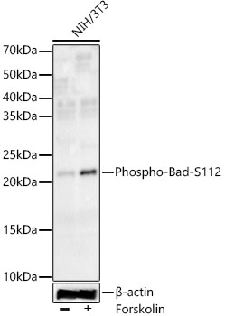 Western blot analysis of lysates from NIH/3T3 cells, using Phospho-Bad-S112 Rabbit mAb at 1:7000 dilution. NIH/3T3 cells were treated with Forskolin (30 uM) at 37℃ for 30 minutes after serum-starvation overnight.|Secondary antibody: HRP-conjugated Goat anti-Rabbit IgG (H+L) at 1:10000 dilution.|Lysates/proteins: 25μg per lane.|Blocking buffer: 3% nonfat dry milk in TBST.|Detection: ECL Enhanced Kit.|Exposure time: 180s.