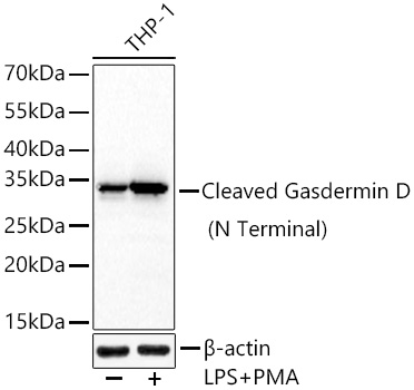 Western blot analysis of lysates from THP-1 cells using [KO Validated] Cleaved Gasdermin D (N Terminal) Rabbit mAb (A24059) at 1:72000 dilution incubated overnight at 4℃. THP-1 cells were treated with PMA/TPA (80 nM) at 37℃ for overnight and LPS (1 μg/ml) at 37℃ for 6 hours. | Secondary antibody: HRP-conjugated Goat anti-Rabbit IgG (H+L) (AS014) at 1:10000 dilution.|Lysates/proteins: 30 μg per lane.| Blocking buffer: 3 % nonfat dry milk in TBST.| Detection: ECL Basic Kit (RM00020).| Exposure time: 45s.