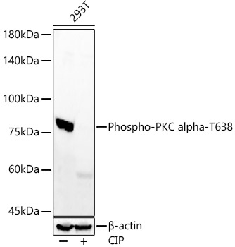 Western blot analysis of lysates from 293T cells, using Phospho-PKC alpha-T638 Rabbit mAb at  1:7000 dilution. 293T cells were treated by CIP(20uL/400ul) at 37℃ for 1 hour.|Secondary antibody: HRP-conjugated Goat anti-Rabbit IgG (H+L) at 1:10000 dilution.|Lysates/proteins: 25μg per lane.|Blocking buffer: 3% nonfat dry milk in TBST.|Detection: ECL Enhanced Kit.|Exposure time: 180s.