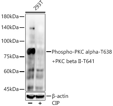 Western blot analysis of lysates from 293T cells, using Phospho-PKC alpha-T638 + PKC beta II-T641 Rabbit mAb at 1:6000 dilution.293T cells were treated by CIP(20μL/400μL) at 37℃ for 1 hour.Secondary antibody: HRP-conjugated Goat anti-Rabbit IgG (H+L) at 1:10000 dilution.Lysates/proteins: 25μg per lane.Blocking buffer: 3% nonfat dry milk in TBST.Detection: ECL Enhanced Kit.Exposure time: 60s.