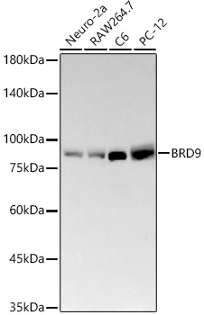 Western blot analysis of various lysates, using BRD9 Rabbit mAb at  1:2000 dilution.|Secondary antibody: HRP-conjugated Goat anti-Rabbit IgG (H+L) at 1:10000 dilution.|Lysates/proteins: 25μg per lane.|Blocking buffer: 3% nonfat dry milk in TBST.|Detection: ECL Basic Kit.|Exposure time: 180s.