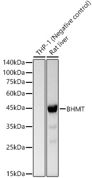 Western blot analysis of various lysates, using BHMT Rabbit mAb at 1:10000 dilution.|Secondary antibody: HRP-conjugated Goat anti-Rabbit IgG (H+L) at 1:10000 dilution.|Lysates/proteins: 25μg per lane.|Blocking buffer: 3% nonfat dry milk in TBST.|Detection: ECL Basic Kit.|Exposure time: 1s.
