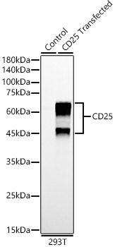 Western blot analysis of lysates from wild type (WT) and 293T cells transfected with CD25 using CD25 Rabbit mAb at 1:20000 dilution.|Secondary antibody: HRP-conjugated Goat anti-Rabbit IgG (H+L) at 1:10000 dilution.|Lysates/proteins: 25μg per lane.|Blocking buffer: 3% nonfat dry milk in TBST.|Detection: ECL Enhanced Kit.|Exposure time: 30s.