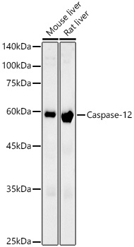Western blot analysis of various lysates, using Caspase-12 Rabbit mAb at 1:1000 dilution.|Secondary antibody: HRP-conjugated Goat anti-Rabbit IgG (H+L) at 1:10000 dilution.|Lysates/proteins: 25μg per lane.|Blocking buffer: 3% nonfat dry milk in TBST.|Detection: ECL Enhanced Kit.|Exposure time: 60s.