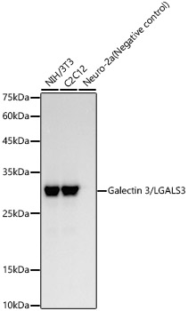 Western blot analysis of various lysates, using Galectin 3/LGALS3 Rabbit mAb at  1:10000 dilution.|Secondary antibody: HRP-conjugated Goat anti-Rabbit IgG (H+L) at 1:10000 dilution.|Lysates/proteins: 25μg per lane.|Blocking buffer: 3% nonfat dry milk in TBST.|Detection: ECL Basic Kit.|Exposure time: 30s.