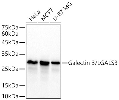 Western blot analysis of various lysates using Galectin 3/LGALS3 Rabbit mAb at 1:9000 dilution incubated overnight at 4°C.| Secondary antibody: HRP-conjugated Goat anti-Rabbit IgG (H+L) at 1:10000 dilution.| Lysates/proteins: 25 μg per lane.| Blocking buffer: 3 % nonfat dry milk in TBST.| Detection: ECL Basic Kit.| Exposure time: 10s.