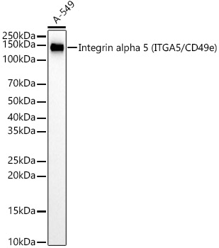 Western blot analysis of lysates from A-549 cells, using [KD Validated] Integrin alpha 5 (ITGA5/CD49e) Rabbit mAb (A22706) at  1:1000 dilution.|Secondary antibody: HRP-conjugated Goat anti-Rabbit IgG (H+L) (AS014) at 1:10000 dilution.|Lysates/proteins: 25μg per lane.|Blocking buffer: 3% nonfat dry milk in TBST.|Detection: ECL Basic Kit (RM00020).|Exposure time: 60s.