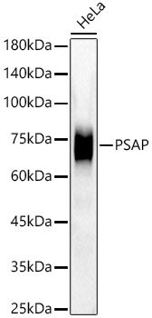 Western blot analysis of lysates from HeLa cells using [KD Validated] PSAP Rabbit mAb at 1:1000 dilution incubated overnight at 4℃.|Secondary antibody: HRP-conjugated Goat anti-Rabbit IgG (H+L) at 1:10000 dilution.|Lysates/proteins: 25 μg per lane.|Blocking buffer: 3% nonfat dry milk in TBST.|Detection: ECL Enhanced Kit.|Exposure time: 60s.