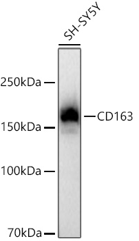 Western blot analysis of lysates from SH-SY5Y cells using CD163 Rabbit mAb at 1:1000 dilution incubated overnight at 4℃.|Secondary antibody: HRP-conjugated Goat anti-Rabbit IgG (H+L) at 1:10000 dilution.|Lysates/proteins: 25 μg per lane.|Blocking buffer: 3% nonfat dry milk in TBST.|Detection: ECL Basic Kit.|Exposure time: 60s.