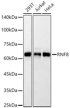 Western blot analysis of various lysates, using RNF8 Rabbit mAb at 1:2000 dilution.|Secondary antibody: HRP-conjugated Goat anti-Rabbit IgG (H+L) at 1:10000 dilution.|Lysates/proteins: 25μg per lane.|Blocking buffer: 3% nonfat dry milk in TBST.|Detection: ECL Basic Kit.|Exposure time: 30s.