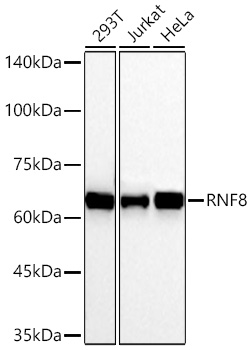 Western blot analysis of various lysates using RNF8 Rabbit mAb at 1:2000 dilution incubated overnight at 4℃.|Secondary antibody: HRP-conjugated Goat anti-Rabbit IgG (H+L) at 1:10000 dilution.|Lysates/proteins: 25 μg per lane.|Blocking buffer: 3% nonfat dry milk in TBST.|Detection: ECL Basic Kit.|Exposure time: 90s.