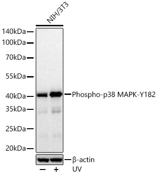 Western blot analysis of lysates from NIH/3T3 cells using Phospho-p38 MAPK-Y182 Rabbit mAb at 1:9000 dilution incubated overnight at 4℃. NIH/3T3 cells were treated with UV at room temperature for 15-30 minutes.|Secondary antibody: HRP-conjugated Goat anti-Rabbit IgG (H+L) at 1:10000 dilution.|Lysates/proteins: 30 μg per lane.| Blocking buffer: 3% nonfat dry milk in TBST.| Detection: ECL Basic Kit.| Exposure time: 30s.