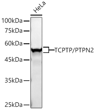 Western blot analysis of lysates from HeLa cells using TCPTP/PTPN2 Rabbit mAb at 1:1000 dilution incubated overnight at 4℃.|Secondary antibody: HRP-conjugated Goat anti-Rabbit IgG (H+L) at 1:10000 dilution.|Lysates/proteins: 25 μg per lane.|Blocking buffer: 3% nonfat dry milk in TBST.|Detection: ECL Basic Kit.|Exposure time: 10s.