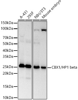 Western blot analysis of various lysates, using CBX1/HP1 beta Rabbit mAb at  1:9000 dilution.|Secondary antibody: HRP-conjugated Goat anti-Rabbit IgG (H+L) at 1:10000 dilution.|Lysates/proteins: 25μg per lane.|Blocking buffer: 3% nonfat dry milk in TBST.|Detection: ECL Basic Kit.|Exposure time: 60s.