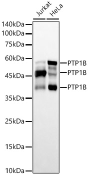 Western blot analysis of various lysates, using PTP1B Rabbit mAb at 1:10000 dilution.|Secondary antibody: HRP-conjugated Goat anti-Rabbit IgG (H+L) at 1:10000 dilution.|Lysates/proteins: 25μg per lane.|Blocking buffer: 3% nonfat dry milk in TBST.|Detection: ECL Basic Kit.|Exposure time: 60s.