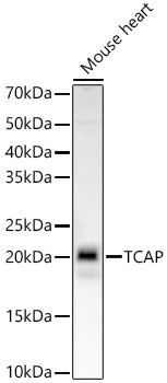 Western blot analysis of lysates from Mouse heart, using TCAP Rabbit mAb at  1:5000 dilution.|Secondary antibody: HRP-conjugated Goat anti-Rabbit IgG (H+L) at 1:10000 dilution.|Lysates/proteins: 25μg per lane.|Blocking buffer: 3% nonfat dry milk in TBST.|Detection: ECL Basic Kit.|Exposure time: 90s.