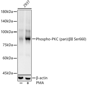 Western blot analysis of lysates from 293T cells, using Phospho-PKC (pan) (βII Ser660) Rabbit mAb at 1:1000 dilution.293T cells were treated with PMA/TPA (200 nM) at 37℃ for 30 minutes after serum-starvation overnight.Secondary antibody: HRP-conjugated Goat anti-Rabbit IgG (H+L) at 1:10000 dilution.Lysates/proteins: 25μg per lane.Blocking buffer: 3% nonfat dry milk in TBST.Detection: ECL Basic Kit.Exposure time: 30s.