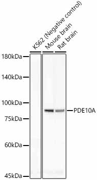 Western blot analysis of various lysates, using PDE10A Rabbit mAb at  1:1000 dilution.|Secondary antibody: HRP-conjugated Goat anti-Rabbit IgG (H+L) at 1:10000 dilution.|Lysates/proteins: 25μg per lane.|Blocking buffer: 3% nonfat dry milk in TBST.|Detection: ECL Basic Kit.|Exposure time: 180s.
