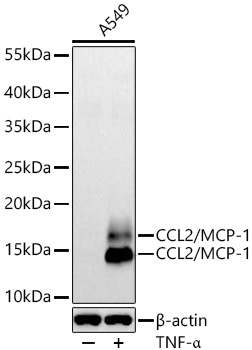 Western blot analysis of lysates from A549 cells using CCL2/MCP-1 Rabbit mAb at 1:1000 dilution incubated overnight at 4℃. A549 cells were treated with TNF-α (20ng/m) for 6 hours after serum starvation overnight.|Secondary antibody: HRP-conjugated Goat anti-Rabbit IgG (H+L) at 1:10000 dilution.|Lysates/proteins: 30 μg per lane.| Blocking buffer: 3 % nonfat dry milk in TBST.| Detection: ECL Basic Kit.| Exposure time: 90 s.