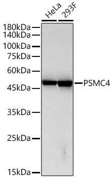 Western blot analysis of various lysates, using PSMC4 Rabbit mAb at 1:8000 dilution.|Secondary antibody: HRP-conjugated Goat anti-Rabbit IgG (H+L) at 1:10000 dilution.|Lysates/proteins: 25μg  per lane.|Blocking buffer: 3% nonfat dry milk in TBST.|Detection: ECL Basic Kit.|Exposure time: 90s.