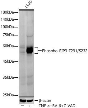 Western blot analysis of lysates from L-929,using Phospho-RIP3-T231/S232 Rabbit mAb at 1:700 dilution. L-929 cells were treated with 20 ng/ml mouse TNF-a,100 nM BV-6 and 20 μM z-VAD for 5 or 6 hours.|Secondary antibody: HRP-conjugated Goat anti-Rabbit IgG (H+L) at 1:10000 dilution.|Lysates/proteins: 25μg per lane.|Blocking buffer: 3% nonfat dry milk in TBST.|Detection: ECL Enhanced Kit.|Exposure time: 60s.