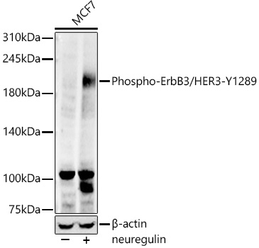 Western blot analysis of lysates from MCF7 cells, using Phospho-ErbB3/HER3-Y1289 Rabbit mAb at 1:1000 dilution.MCF7 cells were treated with neuregulin at 37℃ for 15 minutes.Secondary antibody: HRP-conjugated Goat anti-Rabbit IgG (H+L) at 1:10000 dilution.Lysates/proteins: 25μg per lane.Blocking buffer: 3% nonfat dry milk in TBST.Detection: ECL Enhanced Kit.Exposure time: 45s.