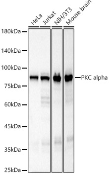 Western blot analysis of various lysates, using PKC alpha Rabbit mAb at 1:2000 dilution.|Secondary antibody: HRP-conjugated Goat anti-Rabbit IgG (H+L) at 1:10000 dilution.|Lysates/proteins: 25μg per lane.|Blocking buffer: 3% nonfat dry milk in TBST.|Detection: ECL Basic Kit.|Exposure time: 3s.