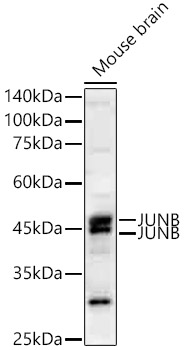 Western blot analysis of lysates from Mouse brain, using JUNB Rabbit mAb at 1:2000 dilution.|Secondary antibody: HRP-conjugated Goat anti-Rabbit IgG (H+L) at 1:10000 dilution.|Lysates/proteins: 25μg per lane.|Blocking buffer: 3% nonfat dry milk in TBST.|Detection: ECL Enhanced Kit.|Exposure time: 45s.