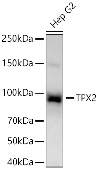 Western blot analysis of lysates from Hep G2 cells using TPX2 Rabbit mAb (A26338) at 1:3000 dilution incubated at room temperature for 1.5 hours.|Secondary antibody: HRP-conjugated Goat anti-Rabbit IgG (H+L) (AS014) at 1:10000 dilution.|Lysates/proteins: 25 μg per lane.|Blocking buffer: 3% nonfat dry milk in TBST.|Detection: ECL Basic Kit (RM00020).|Exposure time: 20s.