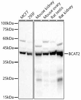 Western blot analysis of various lysates, using BCAT2 Rabbit mAb at 1:2000 dilution.|Secondary antibody: HRP-conjugated Goat anti-Rabbit IgG (H+L) at 1:10000 dilution.|Lysates/proteins: 25μg per lane.|Blocking buffer: 3% nonfat dry milk in TBST.|Detection: ECL Basic Kit.|Exposure time: 1s.