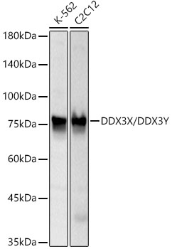 Western blot analysis of various lysates, using DDX3X/DDX3Y Rabbit mAb at 1:100000 dilution.|Secondary antibody: HRP-conjugated Goat anti-Rabbit IgG (H+L) at 1:10000 dilution.|Lysates/proteins: 25μg per lane.|Blocking buffer: 3% nonfat dry milk in TBST.|Detection: ECL Basic Kit.|Exposure time: 10s.